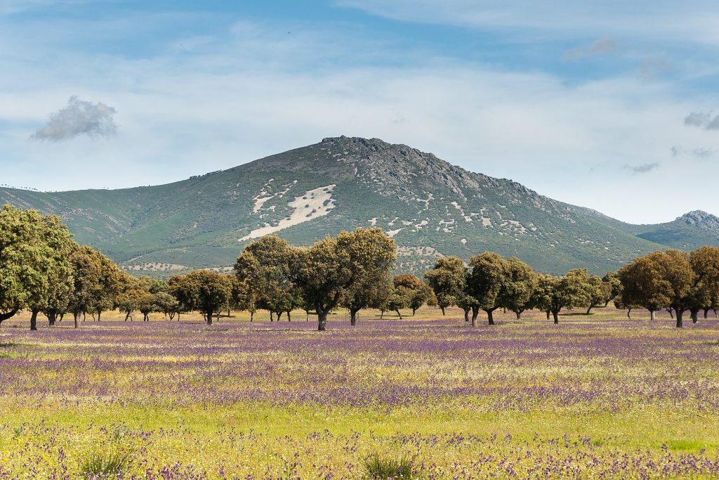 Montes de Toledo