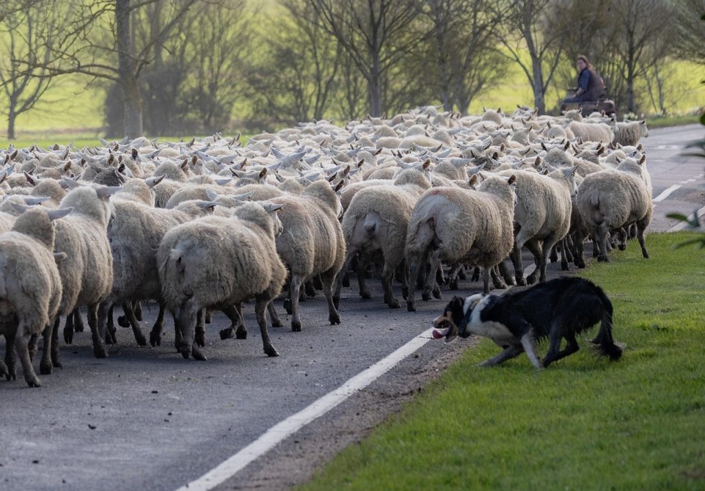 Perro pastor guiando ovejas por carretera