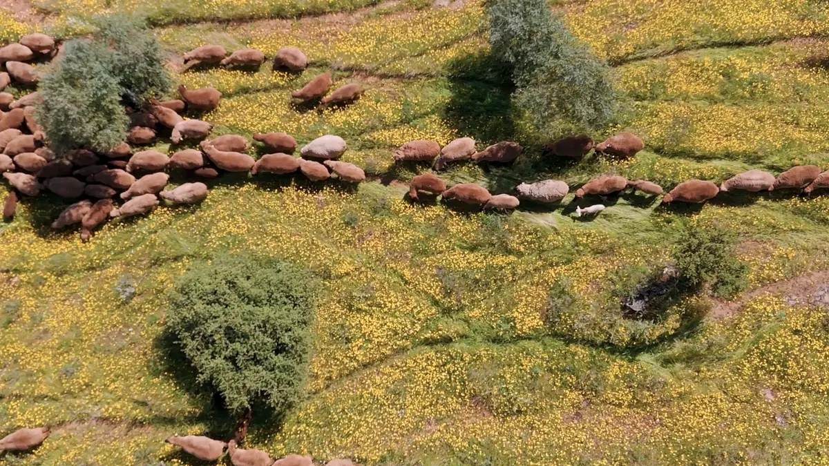 Paisaje de Zafra